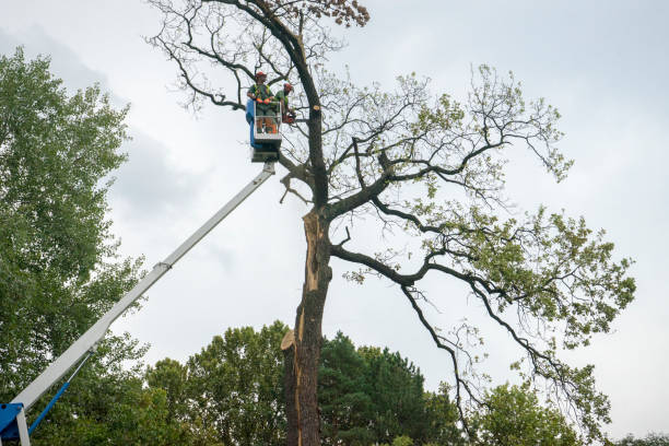  Greenbriar, FL Tree Services Pros